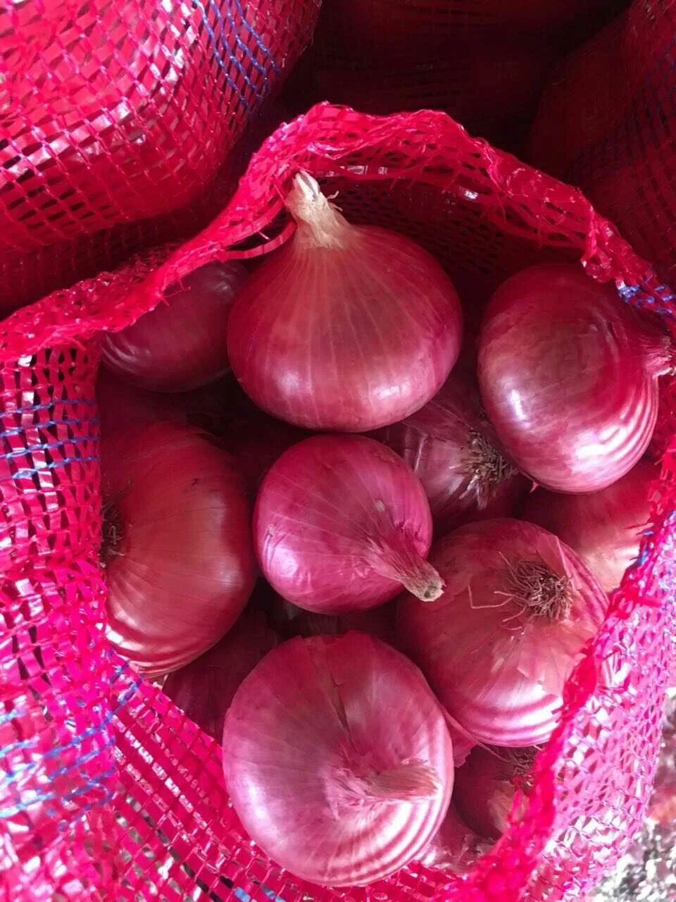 Red onion api download. Лук red giant. лук деметра красный. красная луковица. сетка луковая.