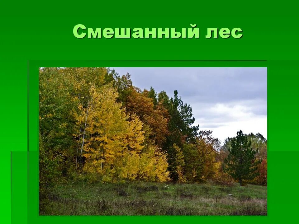 Что есть в смешанном лесу