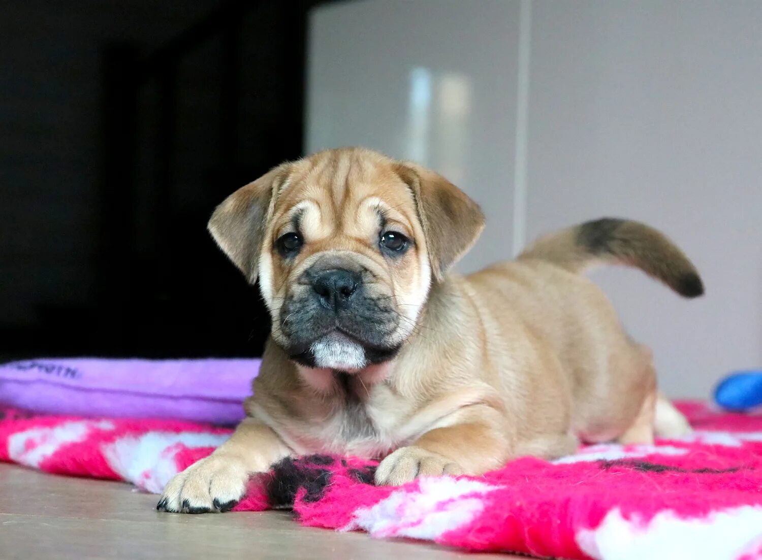 Кадебо порода щенок. Щенки ка де. Майорский мастиф ка де бо. Кадебо порода собак. Кадебо олений окрас.