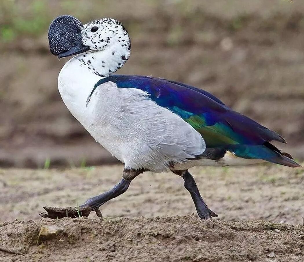 Зонтичная птица. Эквадорский ГОЛОВАЧ. Эквадорская зонтичная птица. Амазонская зонтичная птица. ГОЛОВАЧ птица.