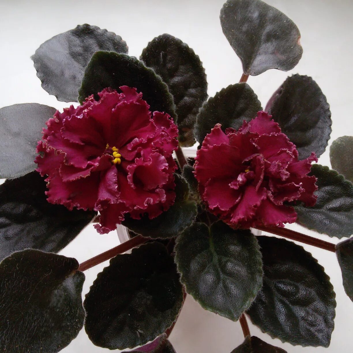 Фиалка ананда. Фиалка гранатовое вино. Фиалка ват гранатовая палата. Ек гранатовое вино фиалка. Ек гранатовое вино фиалка.