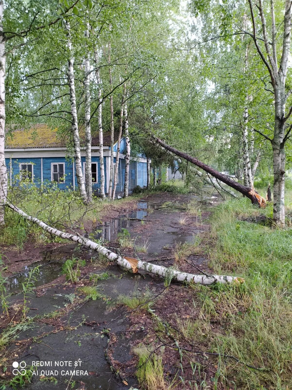 Погода петрозаводск на 4 дня. Карелия непогода. Непогода в Петрозаводске. Гроза в Петрозаводске. Корни вырванных деревьев в Карелии.