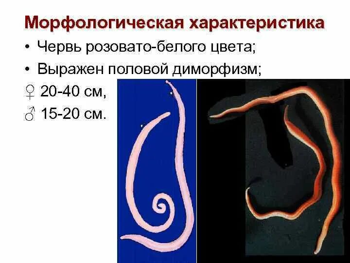 Аскариды пол. Строение аскариды 7 класс. Аскариды пол. Аскариды пол. Ленточные черви белая аскарида.