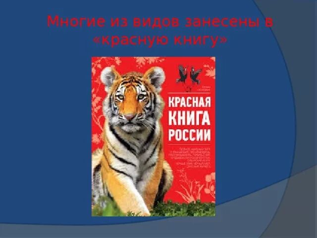 Проект красная книга нашего региона Проект красная книга 4 класс