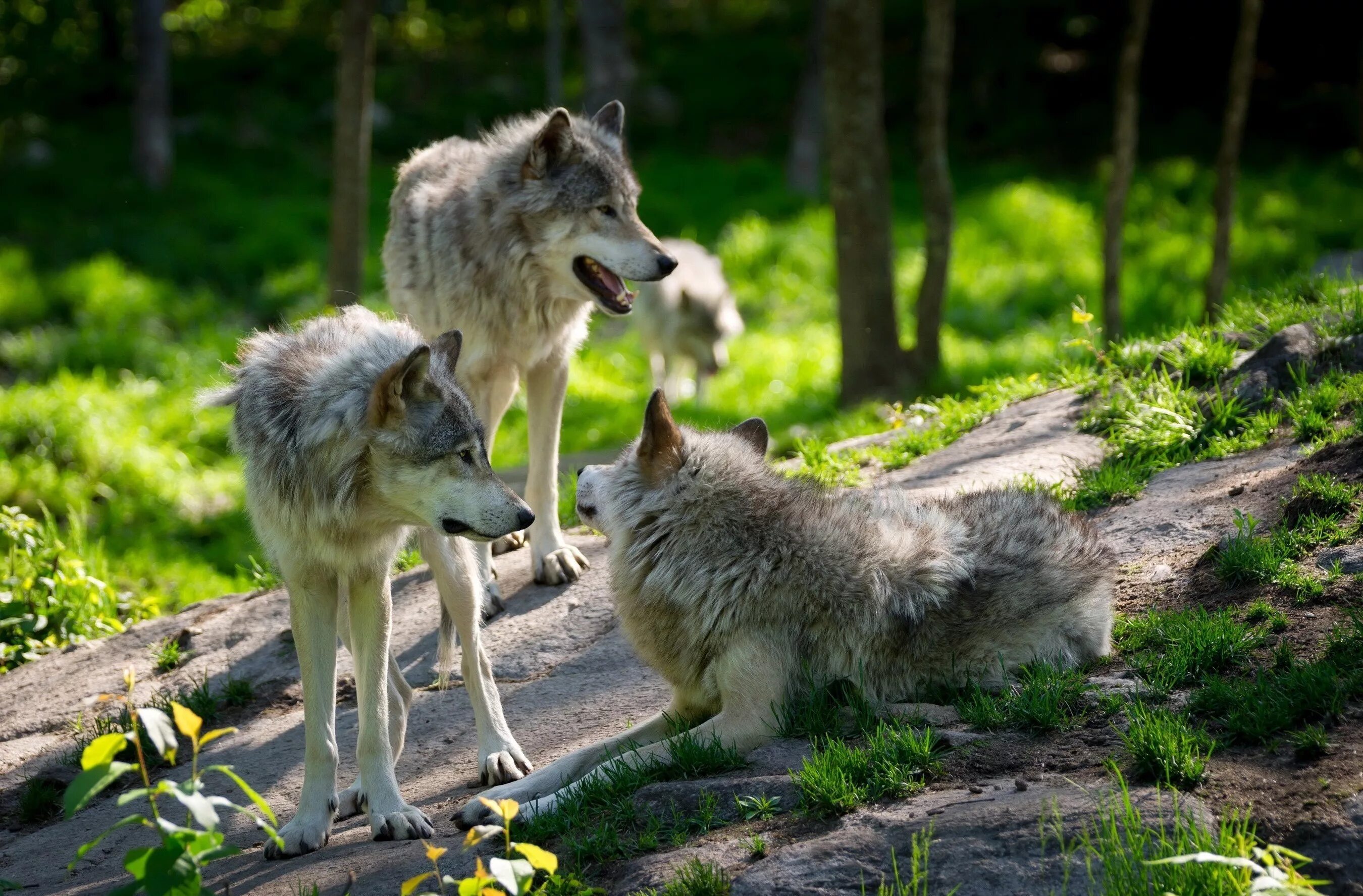 Дикая жизнь волков. Мегафауновый волк. Saarloos Wolfdog. Волк вожак.