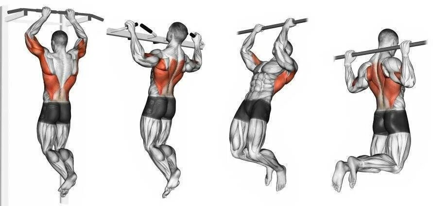 Подтягивания широким какие мышцы работают. Подтягивания узким хватом. Подтягивания узким хватом мышцы. Подтягивания супинированным хватом. Мышцы при разных хватах подтягивания.