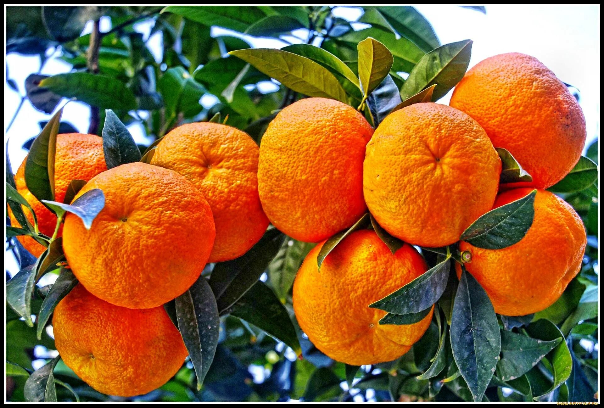Куст мандарина. Мандарин дарахти. Мандарин уншиу дерево. Мандарин уншиу Вариегата. Цитрус мандарин (плоды желто-оранжевые).
