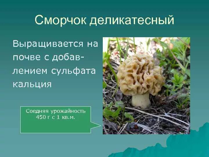 Культивируемые грибы и условия выращивания. Сообщение о культивируемых грибах. Культивируемые грибы таблица. Название культивируемых грибов. Характеристика искусственно выращиваемых съедобных грибов