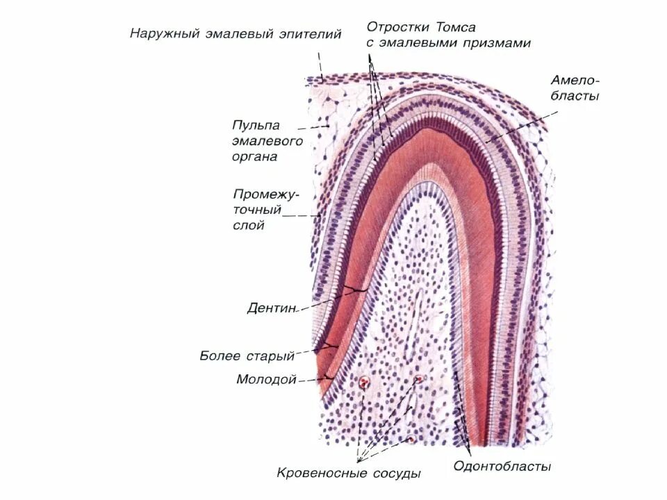 Стадии развития зуба. Дентин пульпа гистология. Пульпа гистология препарат. Дентин пульпа гистология препарат. Строение дентина и пульпы зуба гистология.