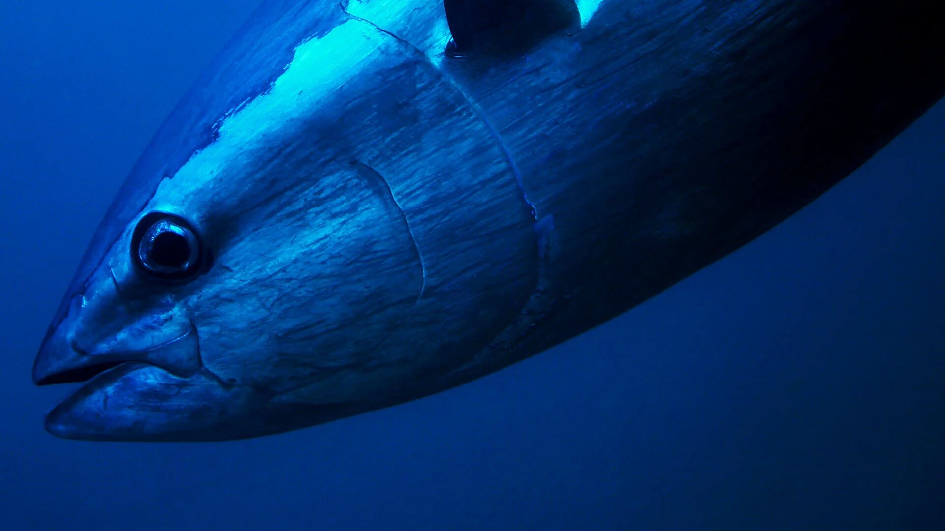 Bluefin tuna. Тунец bluefin. тихоокеанский голубой тунец. синепёрый тунец фото. самка синего тунца.