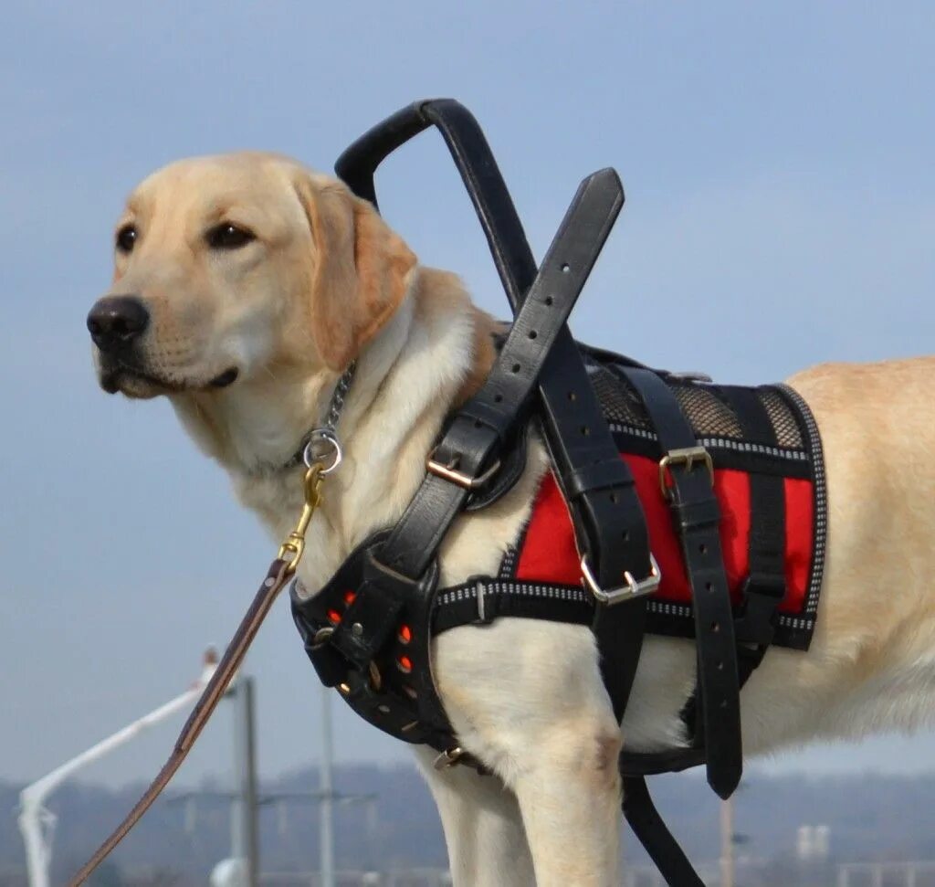 Support animals. Service dog. service dog sogn. medical service dog. service animals.