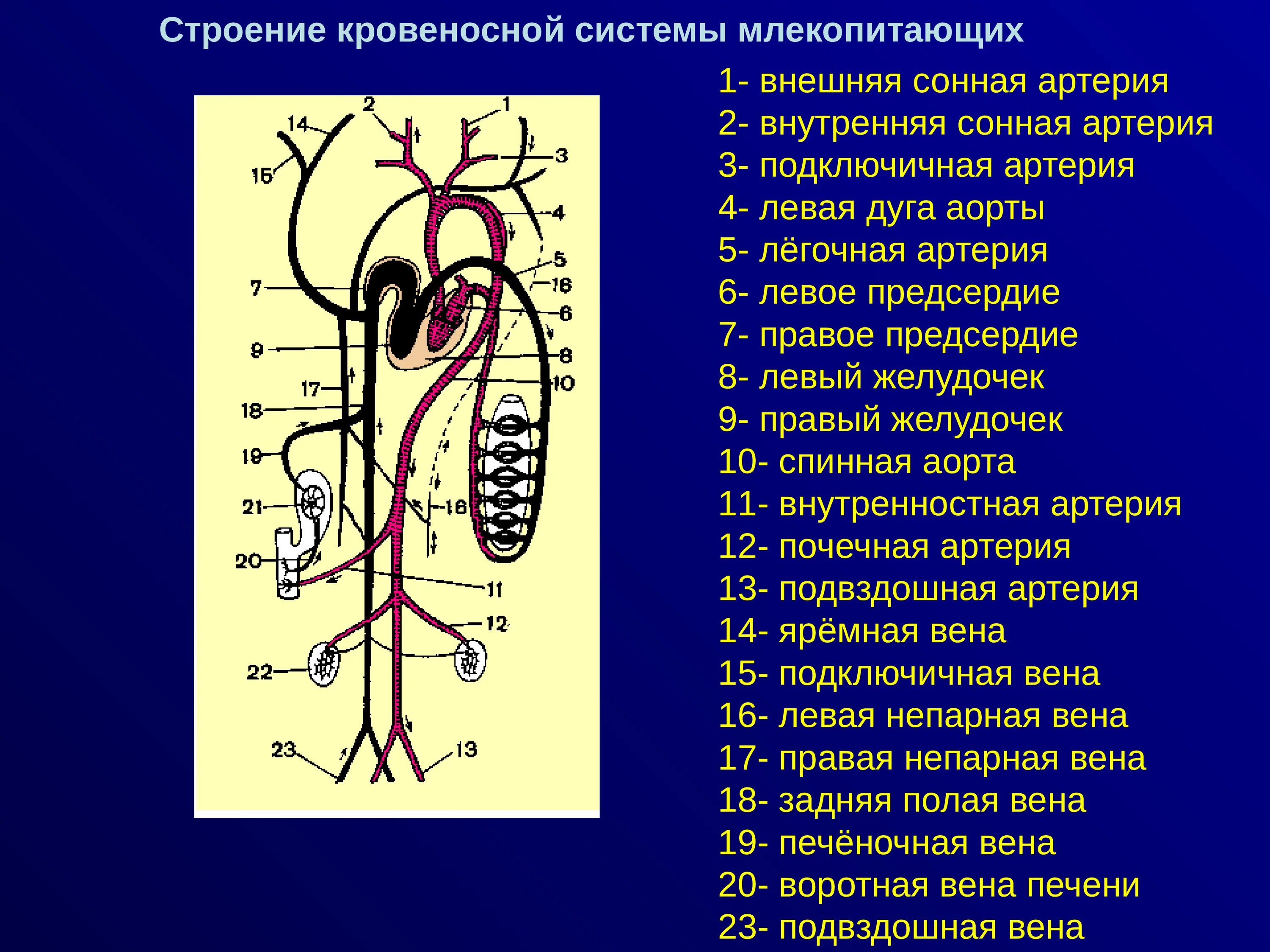 Схема строения кровеносной системы млекопитающих. Схема кровеносной системы млекопитающих 7 класс. Кровеносная система кролика схема. Спинная аорта у млекопитающих. Особенности кровообращения млекопитающих