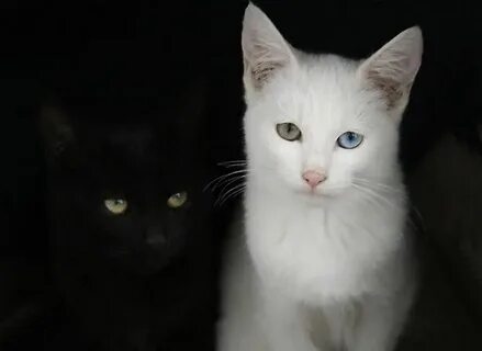 Кошки белый черный красные