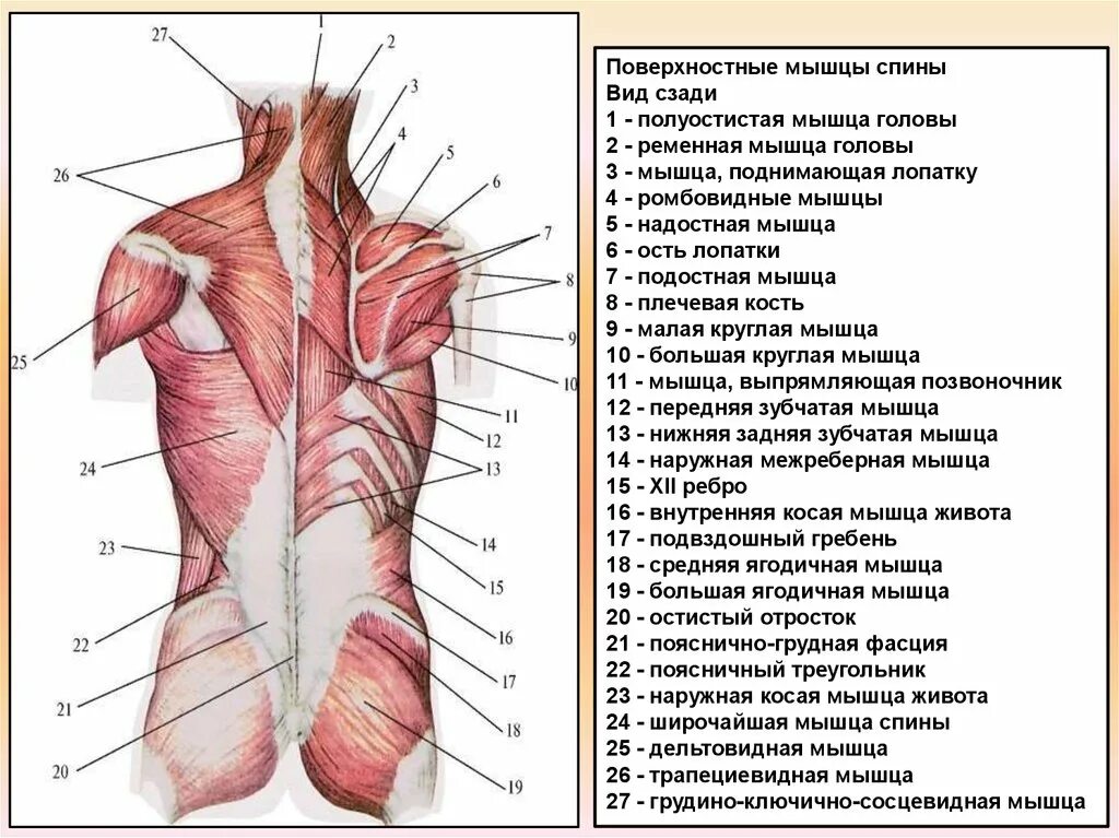 Части поясницы