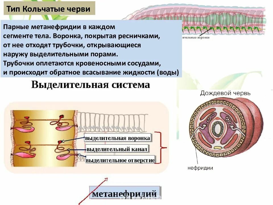 Выделительные трубочки червей. Кольчатые черви протонефридии. Органы выделительной системы кольчатых червей. Строение выделительной системы кольчатых червей. Метанефридии кольчатых червей.