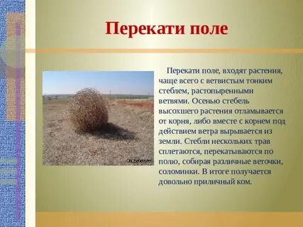 Ах поле поле что растет