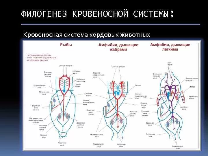 Филогенез органов. Схема строения кровеносной системы позвоночных. Эволюция систем органов кровеносная система позвоночных животных. Эволюция кровеносной системы позвоночных схема. Эволюция кровеносной системы хордовых.