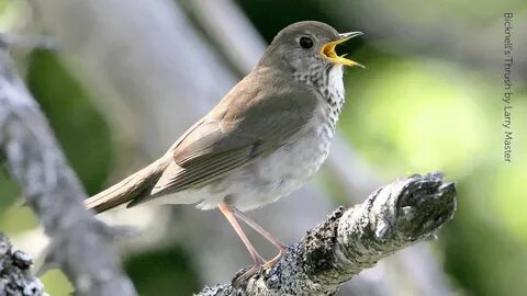 American birds