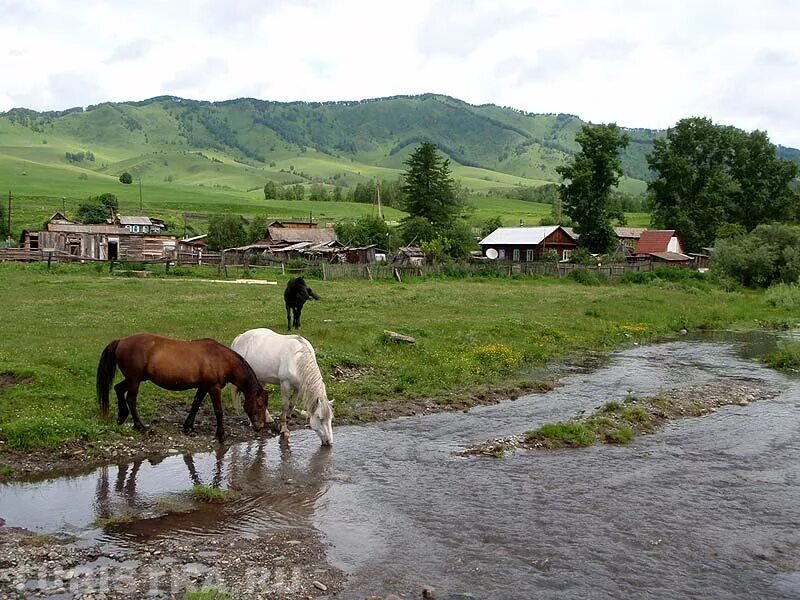 Бирюля республика алтай. Село калмак горный Алтай. Село Камлак горный Алтай. Село Камлак горный Алтай шаман. Село Бирюля горный Алтай.