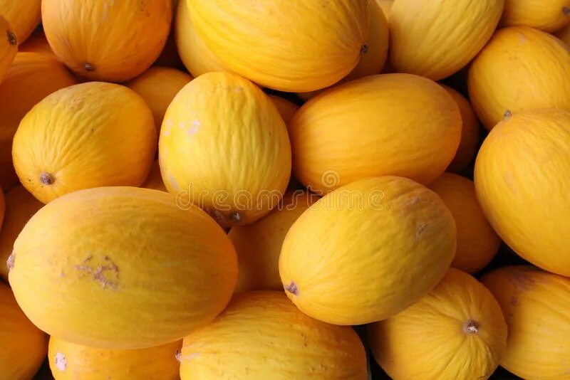 Дыня снежок f1. Сорта дыни канталупа. Бразильская дыня. Дыня бразилия сорта. Дыня дино.