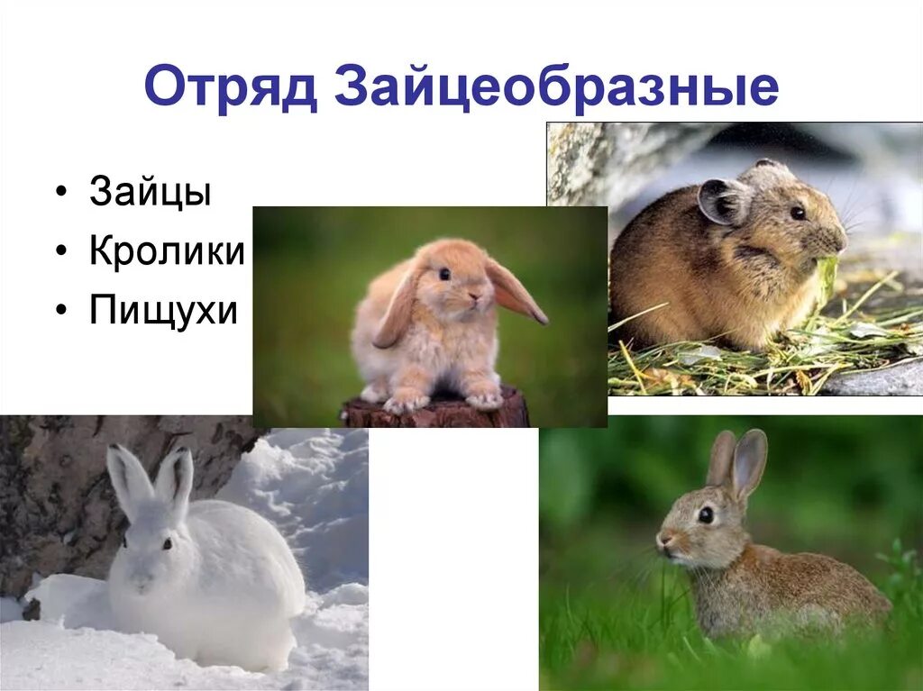 К какому отряду относится заяц