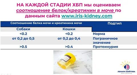 Собаки соотношение мочевина креатинин