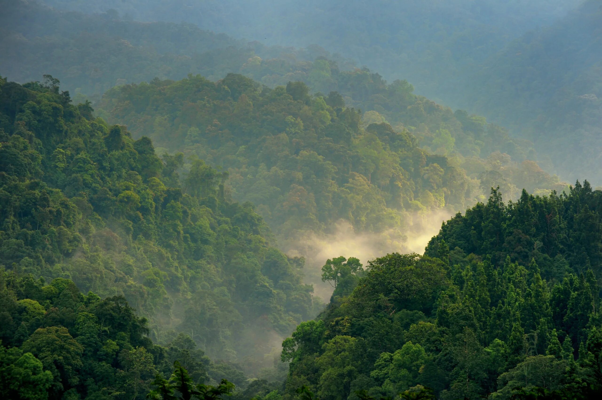Тропические джунгли Юго-Восточной Азии. Тропические леса Юго Восточной Азии. Индонезия тропические леса Суматры. Муссонные (листопадные) леса Индии. Восточный муссон