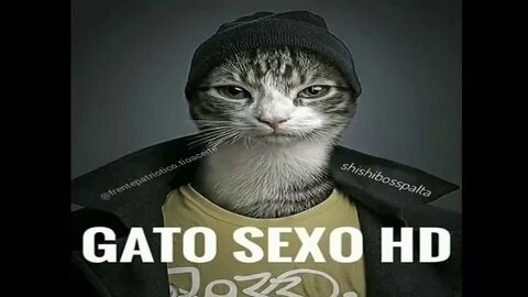 Котик гато