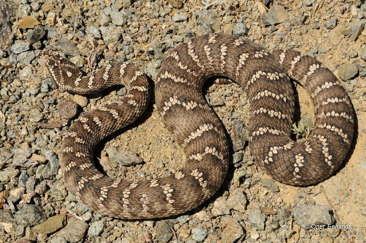 Cottonmouth Shaman - YouTube