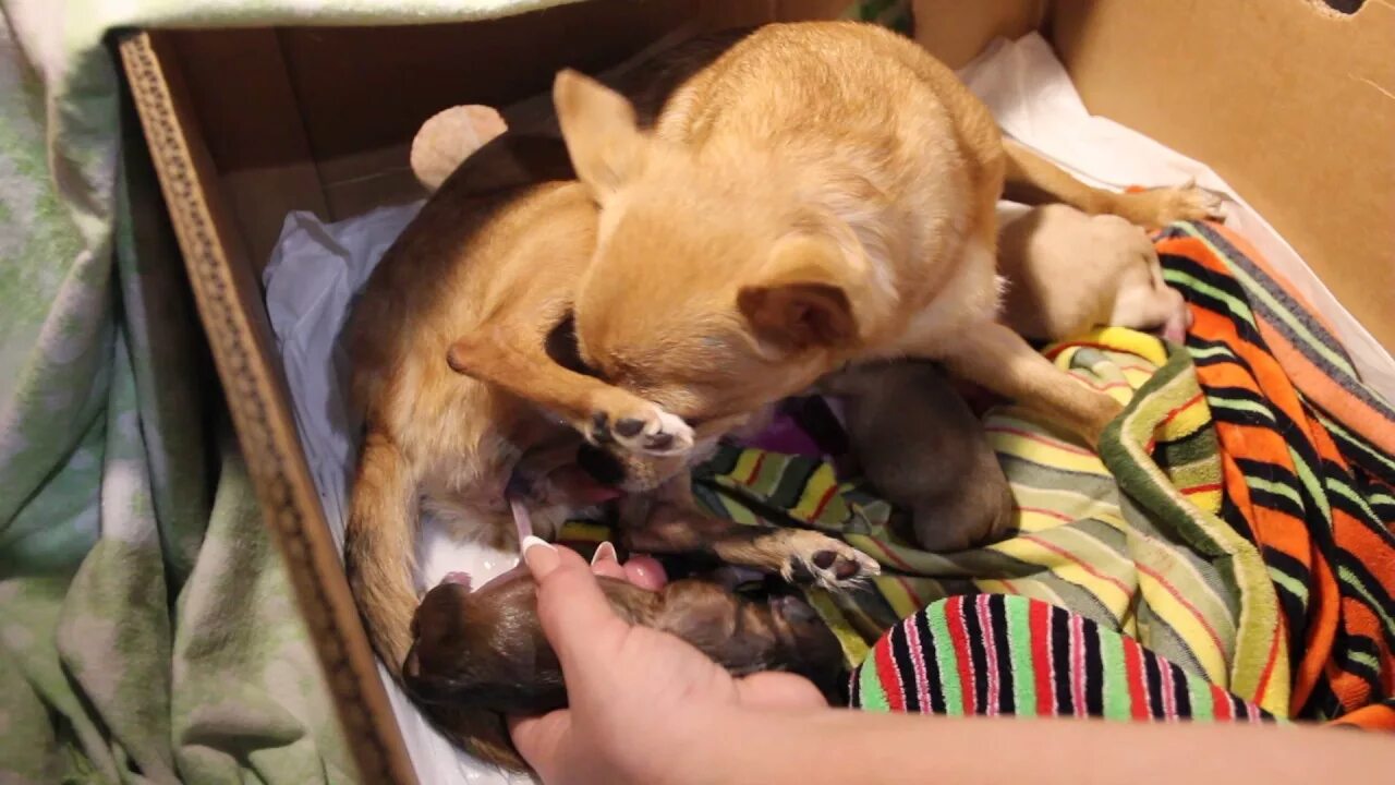 Рождение чихуахуа щенки. Роды собаки чихуахуа щенков.