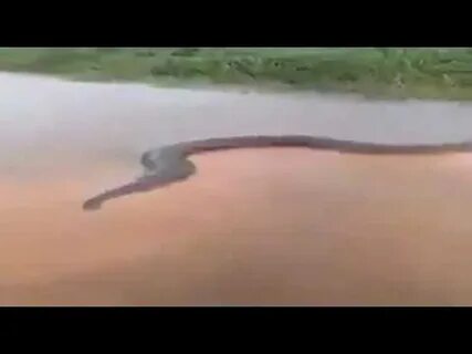 Ждановна на дзене слезы анаконды глава