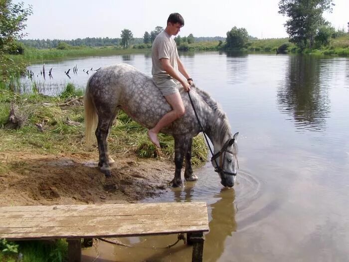 Лошадь пила воду. Лошади в воде. Кони у реки. Лошадь пьет воду. Лошадь пьет воду из реки.