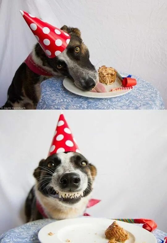 #dog #happy #birthday #cakes #dogs #animals Cute pug pictures, Cute pugs, Happy 