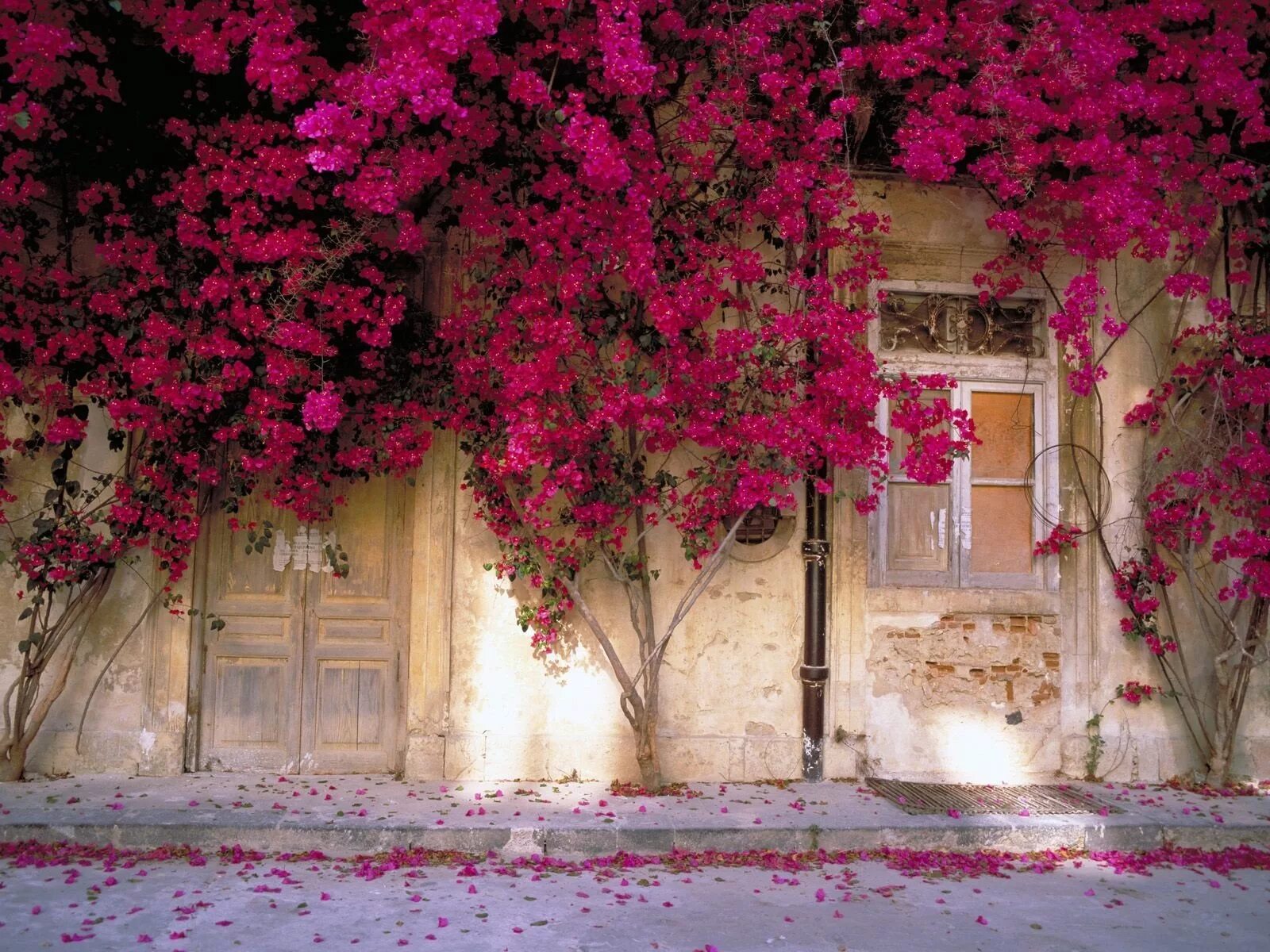 Дом с цветами розовый. Бугенвиллия в Испании. Глициния бугенвиллия.