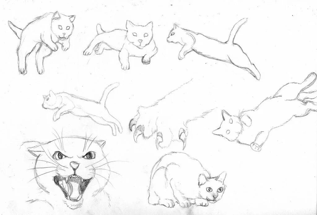 Движение первых кот. Кот сбоку референс. Зарисовки животных в движении. Кошка в различных позах. Зарисовка кошки в движении.