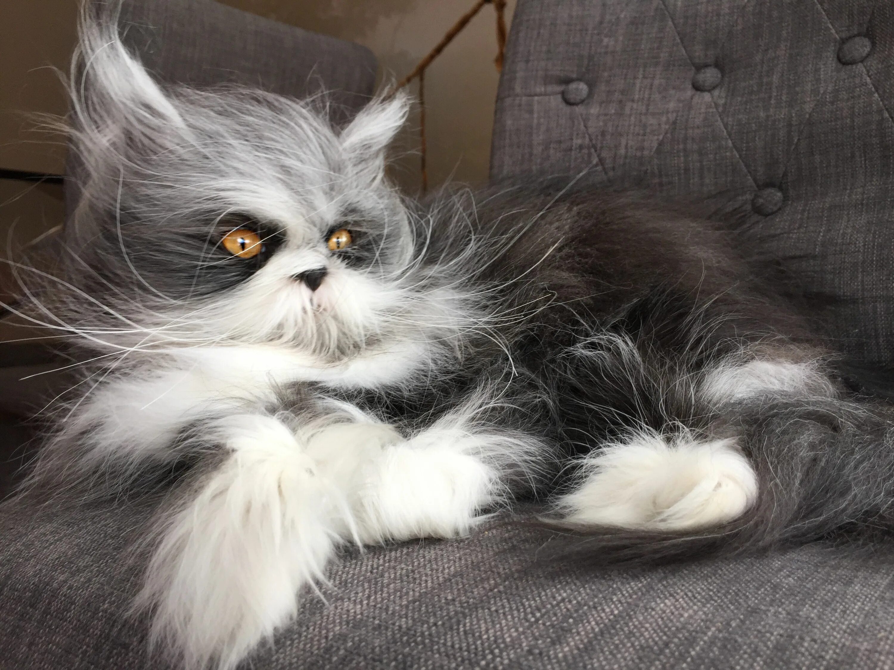Кошки с пушистыми ушами