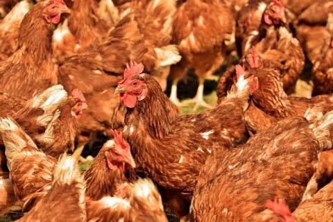 Poultry farming