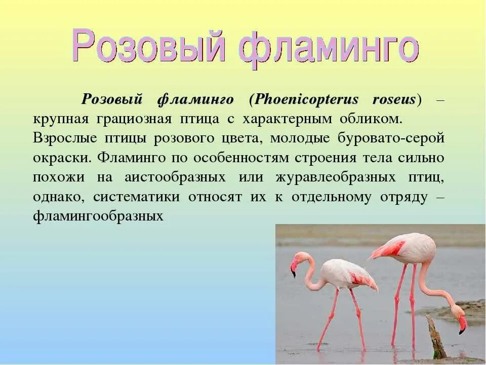 Фламинго описание для детей 1 класса. Фламинго краткое описание для детей. Розовый Фламинго краткое описание. Краткая характеристика Фламинго. Фламинго сообщение