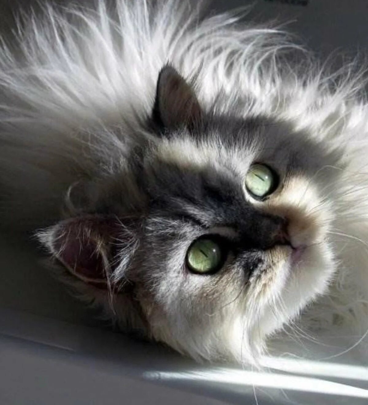 Фото кошечек красивых. Красивые котики. Очень красивые кошки. Красивые пушистые котики. Красивые пушистые котята.