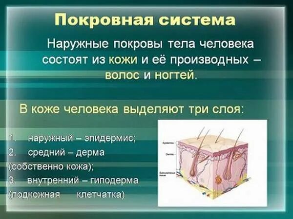 Система покровных органов человека функции. Строение системы покровных органов. Покровы тела человека. Функции кожи анатомия. Покров кожи человека.