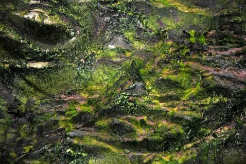 Moss rocks
