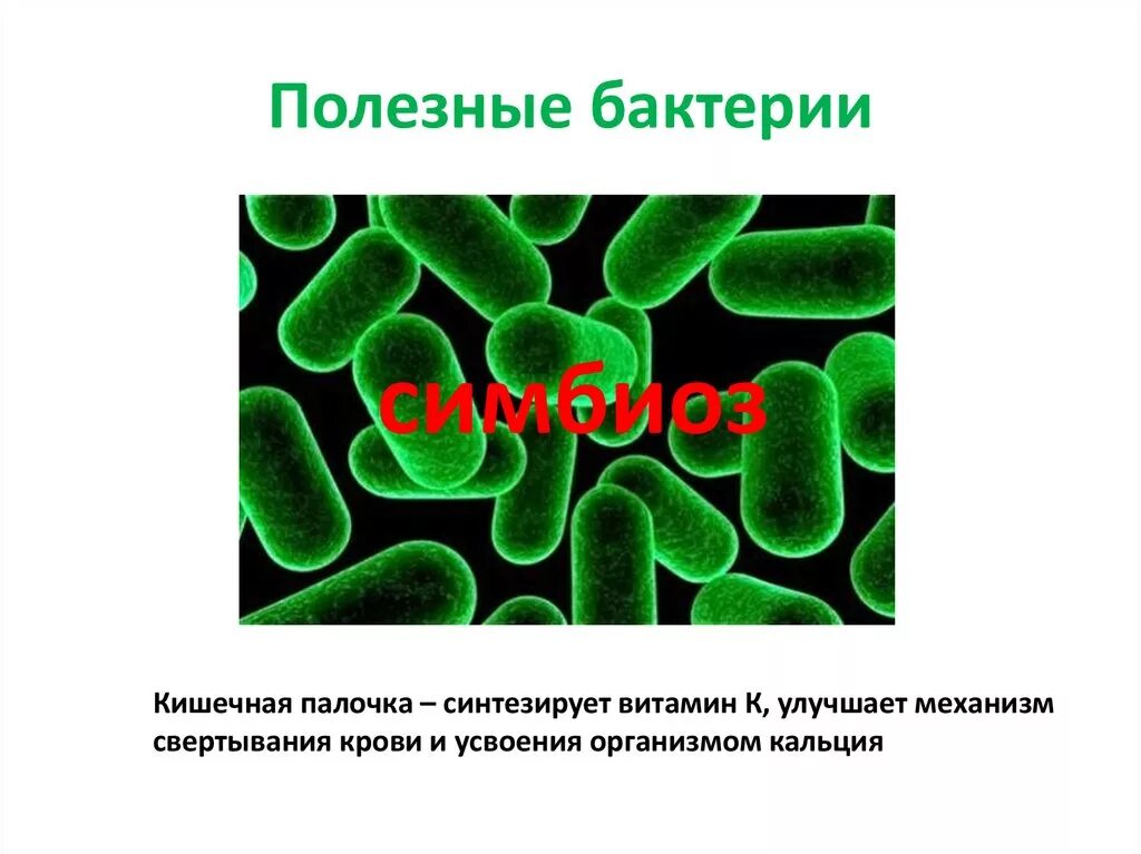 Человек кишечная палочка тип взаимодействия. Полезные бактерии названия. Полезные бактерии для человека названия. Какие бактерии полезны человеку. Форма полезных бактерий.