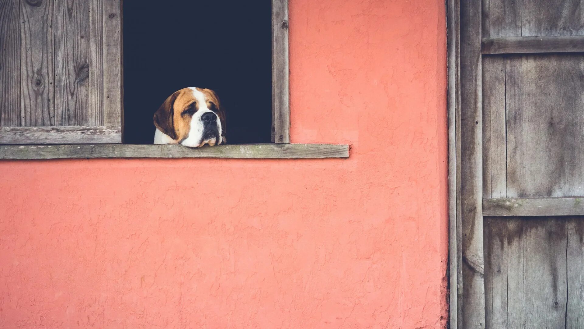 Я скучаю по нашим встречам. Собака в окне. Собака ждет у двери. Собака ждет у окна. Грустная собака.