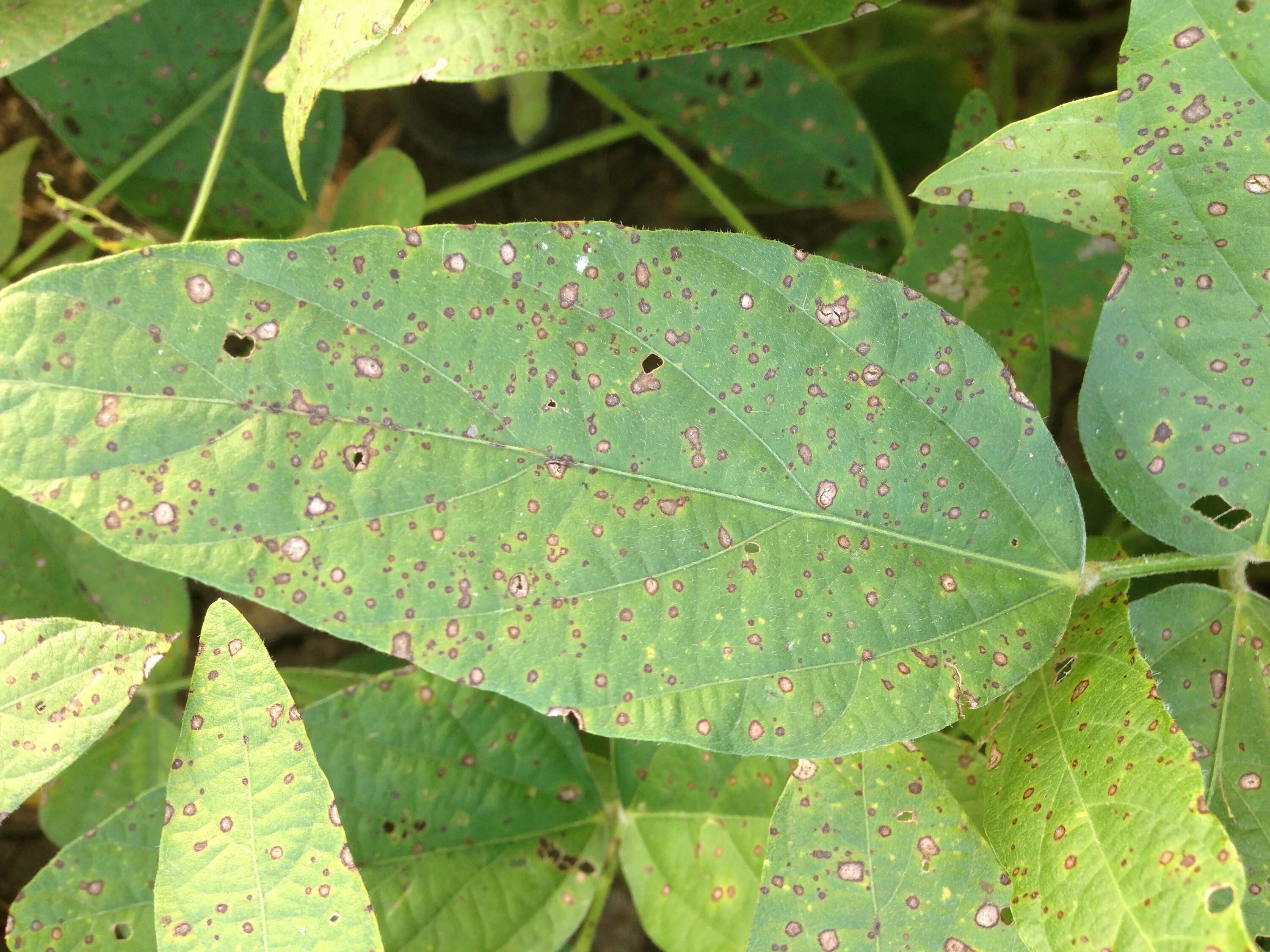 Церкоспороз сои. Церкоспороз сои. Cercospora sojina. Альтернариоз, церкоспороз. Cercospora kikuchii.