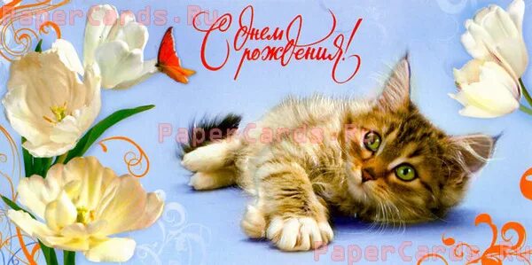 Открытки кун. Сурална кун ячепе саламлатап. Открытки с днём рождения с котиками. Открытки кун. Кошки новый год.