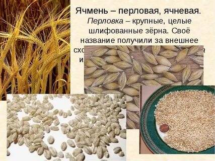 Какие крупы делают из перловой крупы