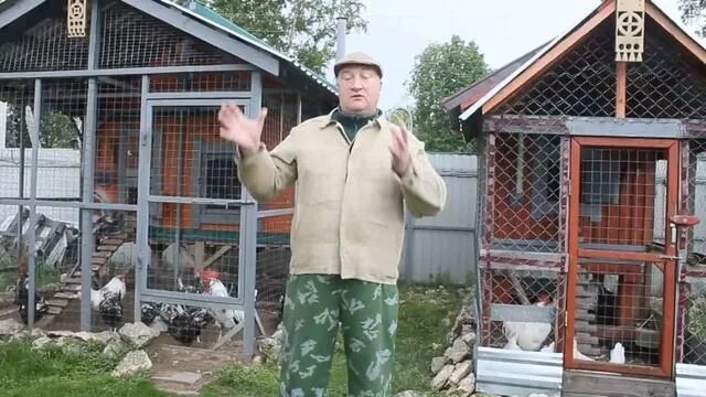 Дед чтп курятник. Дед чтп куры. Дед чтп курятник. Дед чтп вентиляция в курятнике. Дед чтп советы по строительству курятника.