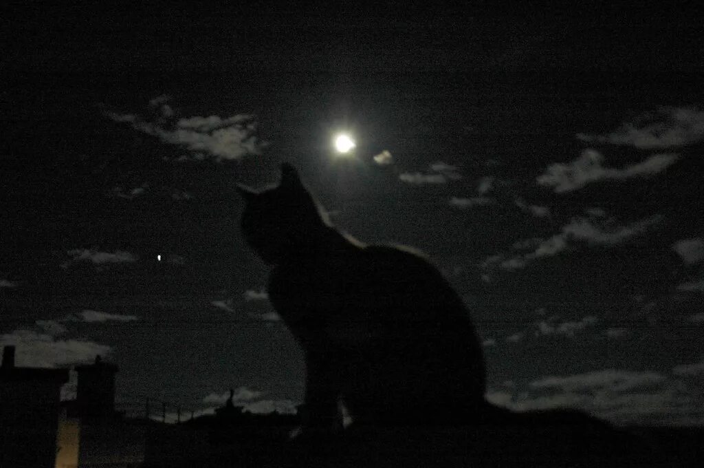 Черная кошка ночью. Черные коты на фоне Луны. Чёрный кот ночь один. Черный кот на крыше на фоне Луны. Песня кошка ночь