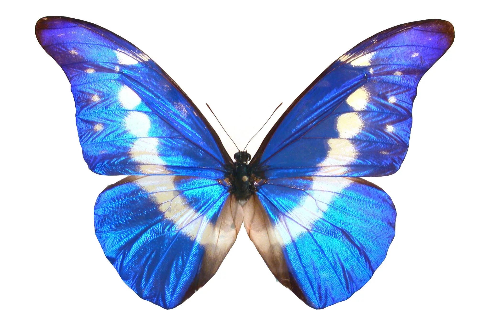 Изображение бабочки. Morpho helena. бабочка morpho helena. бабочка морфо хелена. яркие бабочки.
