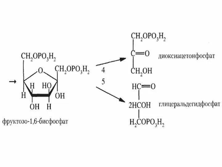 Расщепление фруктозо 1 6 дифосфат. Расщепление фруктозы на 2 фосфотриозы. Фруктозо 1 6 дифосфат альдолаза. Фруктозо 1 6 дифосфат глицеральдегидфосфат. Обмен фруктозы